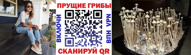 Псилоцибиновые грибы ЛСД Геленджик